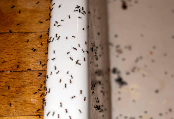 Best Exterminator Services  in Folly Beach, SC